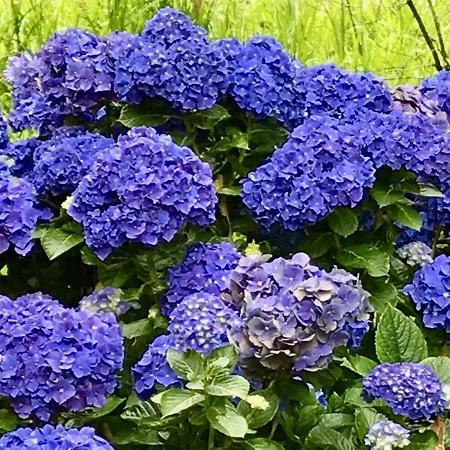 #areias 9 펜션 푸나스